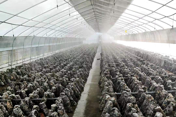 西藏新型溫室大棚廠家