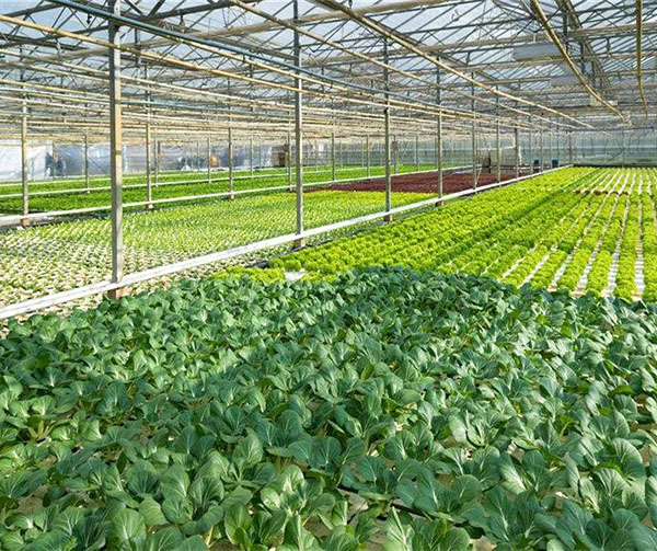 新疆蔬菜溫室大棚